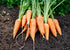 Heirloom Seeds_Carrot Red Cored Chantenay_Bucktown Seed Company-01