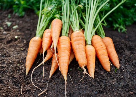 Heirloom Seeds_Carrot Red Cored Chantenay_Bucktown Seed Company-01