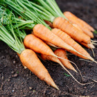 Freshly harvested Red Core Chantenay carrots with green tops resting on dark garden soil.