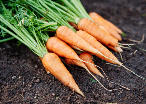 Heirloom Seeds_Carrot Red Cored Chantenay_Bucktown Seed Company-03