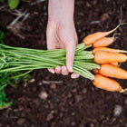 Hand holding a fresh bunch of harvested Red Core Chantenay carrots with green tops over dark soil.