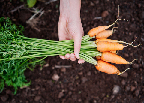Heirloom Seeds_Carrot Red Cored Chantenay_Bucktown Seed Company-02