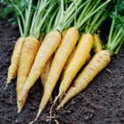 A bunch of freshly harvested Solar Yellow carrots with bright yellow roots and green tops lying on dark garden soil.