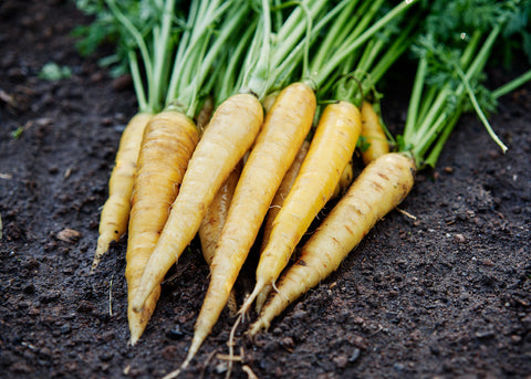 Heirloom Seeds_Carrot Solar Yellow_Bucktown Seed Company-02