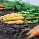 Freshly harvested Solar Yellow carrots with green tops lying on dark garden soil.