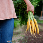 A person holding a freshly harvested bunch of bright Solar Yellow carrots with green tops in a garden.
