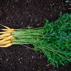 A bunch of freshly harvested Solar Yellow carrots with bright yellow roots and green tops lying on dark garden soil.