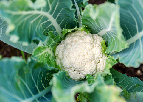 Heirloom Seeds_Cauliflower Snowball_Bucktown Seed Company-02
