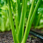 Tall Utah celery plant with thick, upright green stalks growing in dark garden soil.