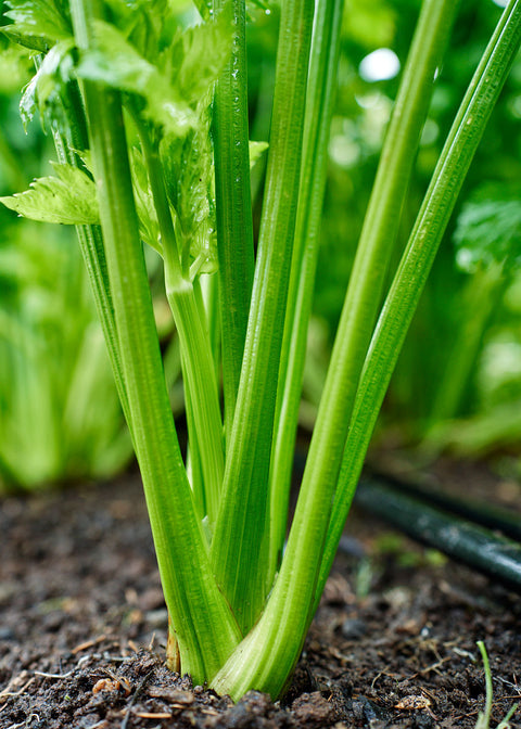 Heirloom Seeds_Celery Tall Utah_Bucktown Seed Company-04