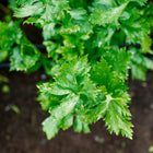 Top-down view of vibrant green Tall Utah celery leaves growing in dark garden soil.