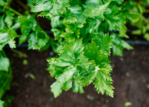 celery seed planting depth Tall Utah