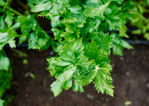 Heirloom Seeds_Celery Tall Utah_Bucktown Seed Company-03