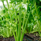 Tall Utah celery plants growing in dark soil with vibrant green, ribbed stalks and leafy tops.