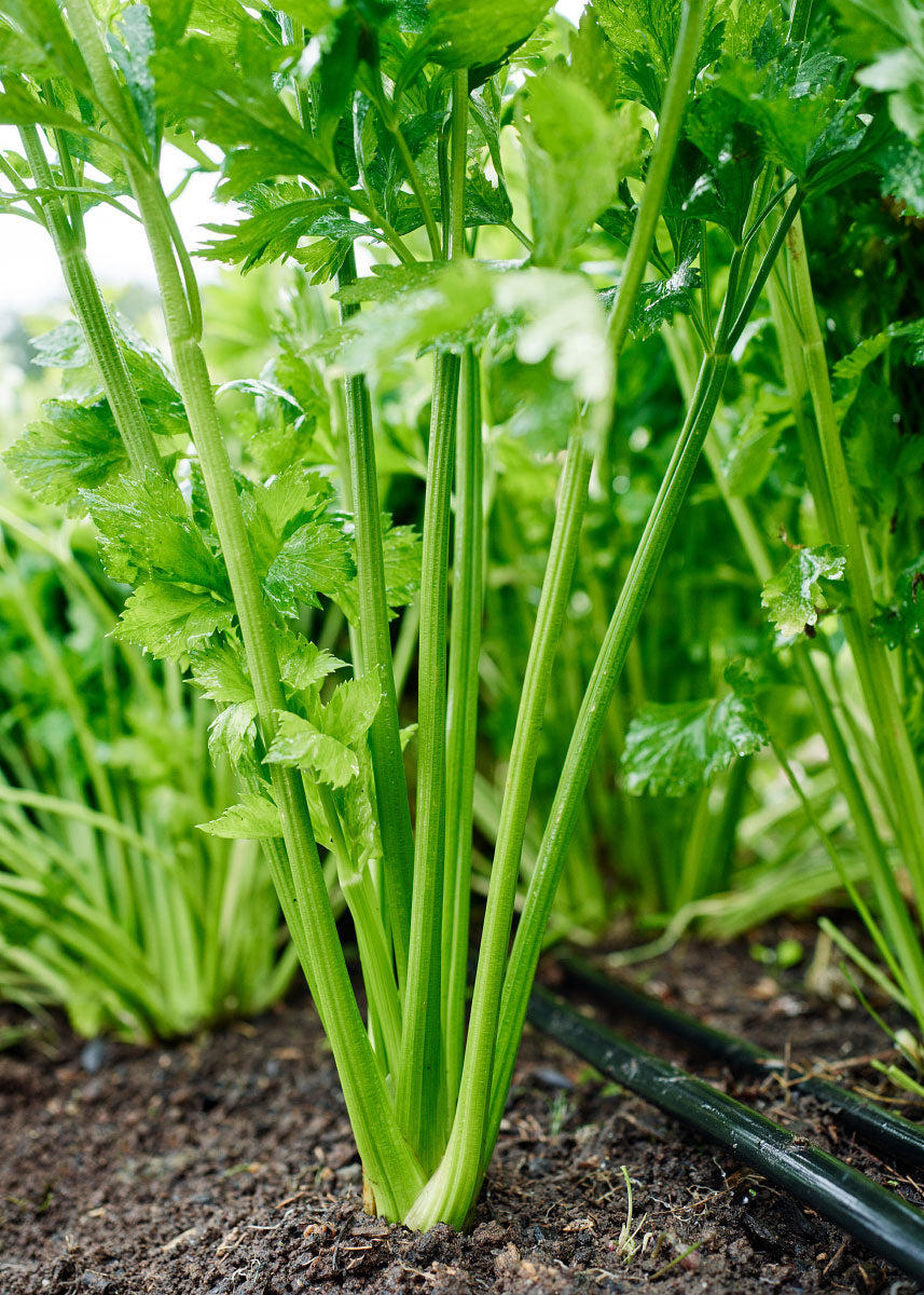 Heirloom Seeds_Celery Tall Utah_Bucktown Seed Company-02