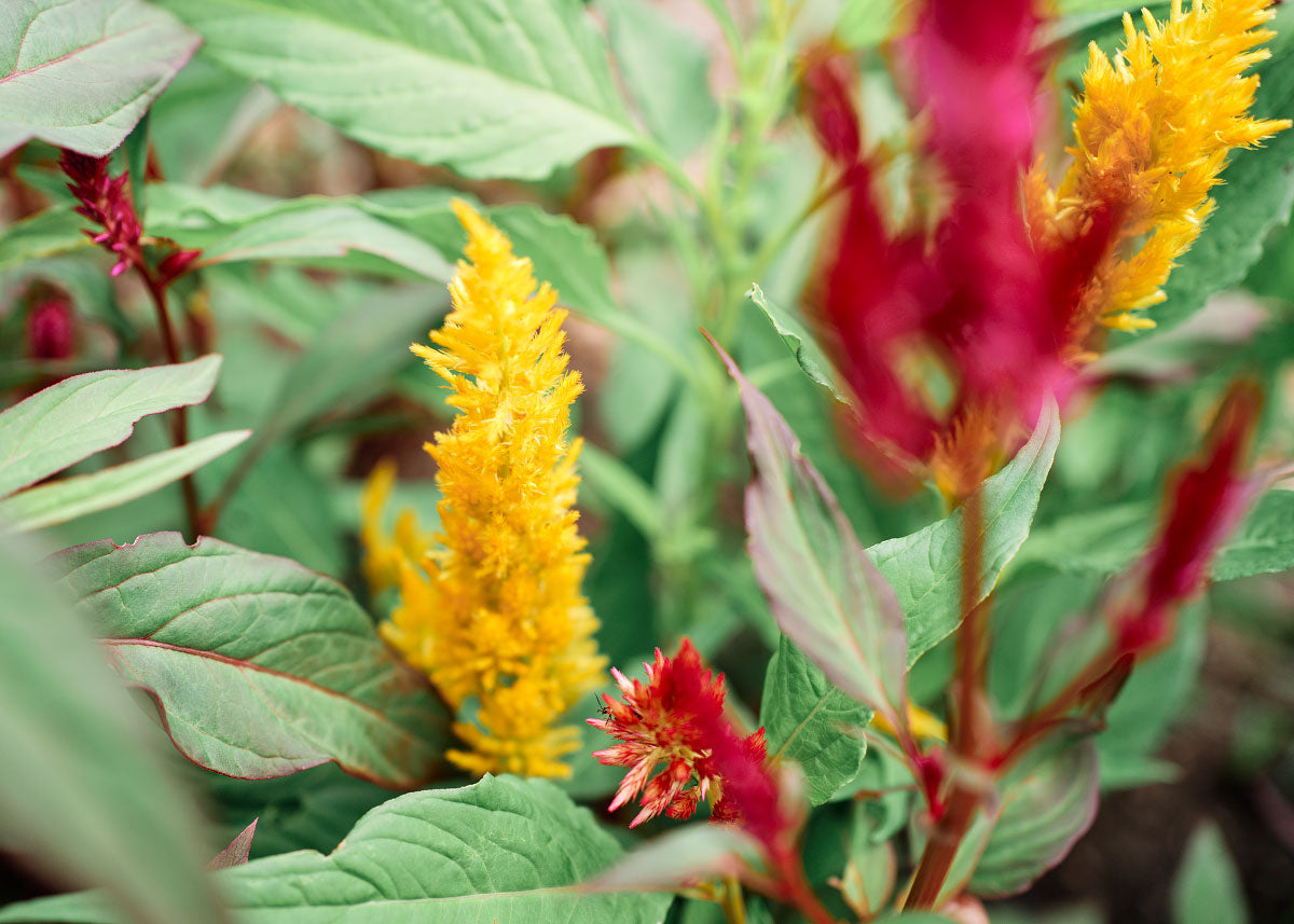 Flower Seeds_Celosia_Pampus Plume_Bucktown Seed Company-03