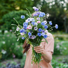 Person holding a fresh bouquet of Tall Mix Centaurea flowers in shades of blue, pink, and white in a garden.