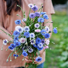 Person holding a fresh bouquet of Tall Mix Centaurea flowers in shades of blue, lavender, and pink.