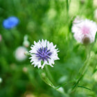 White and purple Tall Mix Centaurea flowers blooming in a lush green garden.