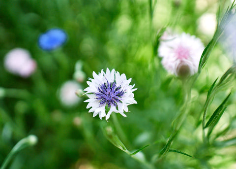 Centaurea_Bachelors-Button_Flower Seeds_Bucktown Seed Company_05
