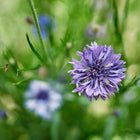 Lavender Tall Mix Centaurea flower in bloom with a small insect flying nearby in a green garden.