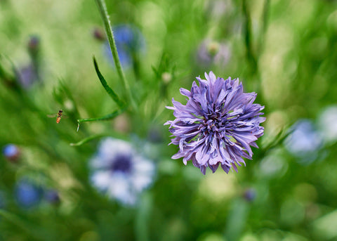 Centaurea_Bachelors-Button_Flower Seeds_Bucktown Seed Company_04