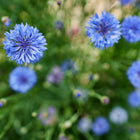 Top-down view of vibrant blue Tall Mix Centaurea flowers blooming amidst green foliage in a garden.