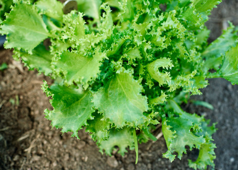 Heirloom Seeds_Endive Curlesi_Bucktown Seed Company-01