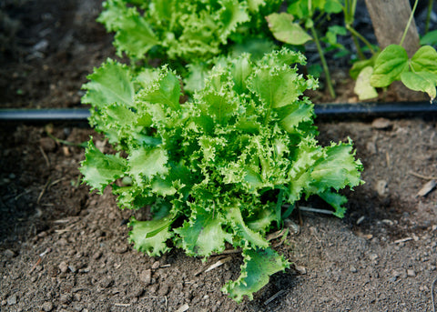 Heirloom Seeds_Endive Curlesi_Bucktown Seed Company-01