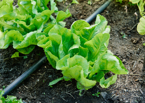 Heirloom Seeds_Escarole Natacha_Bucktown Seed Company-02