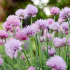 Clusters of round, light purple chives blossoms blooming on thin green stems in a garden.
