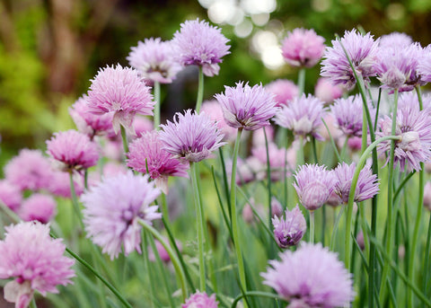 Chives Seeds