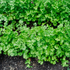 Lush, bright green Slow-Bolting cilantro plants growing in dark garden soil.