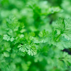 Close-up of vibrant green, feathery leaves of a Slow-Bolting cilantro plant growing in a garden.