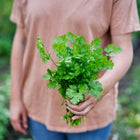 Person holding a fresh, vibrant green bunch of Slow-Bolting Cilantro in a garden setting.