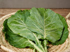 Fresh Georgia Southern collard leaves with dew drops resting in a woven wicker basket on a wooden surface.