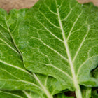 Fresh, blue-green Morris Heading collard leaves with visible veins and water droplets on a wooden surface.