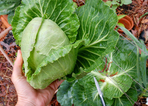 Copenhagen Market - Cabbage Seeds