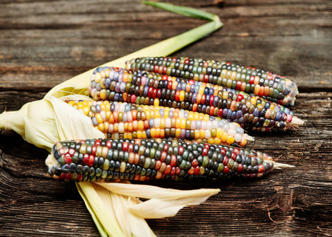 Heirloom Seeds_Corn Glass Gem_Bucktown Seed Company-06