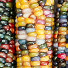 Close-up of three Glass Gem corn ears with translucent, jewel-toned kernels in shades of blue, pink, gold, and green.