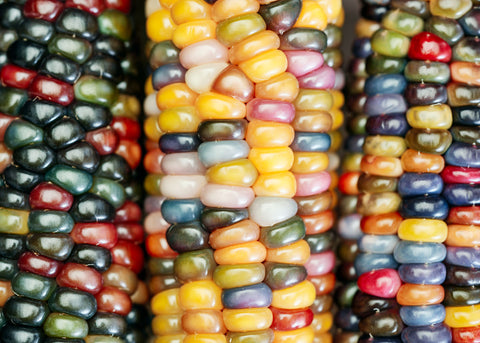 Heirloom Seeds_Corn Glass Gem_Bucktown Seed Company-04
