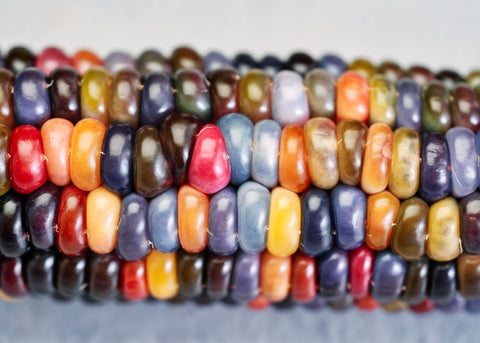 Heirloom Seeds_Corn Glass Gem_Bucktown Seed Company-05