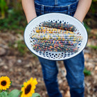 Person holding a white colander filled with multicolored Glass Gem corn ears in a garden.