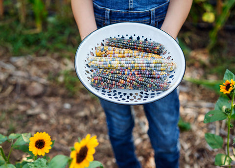 Heirloom Seeds_Corn Glass Gem_Bucktown Seed Company-07