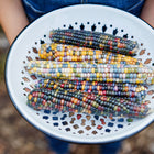 Hands holding a white enamel colander filled with multicolored Glass Gem corn ears.