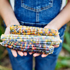 Hands holding three harvested ears of Glass Gem flint corn with multicolored, jewel-toned kernels.