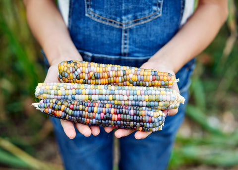 Heirloom Seeds_Corn Glass Gem_Bucktown Seed Company-03