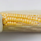 Close-up of a Golden Bantam 8 Row corn ear with golden kernels partially revealed by light green husks.