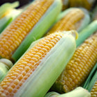 Freshly harvested Golden Bantam 8 Row corn ears with golden kernels and green husks.