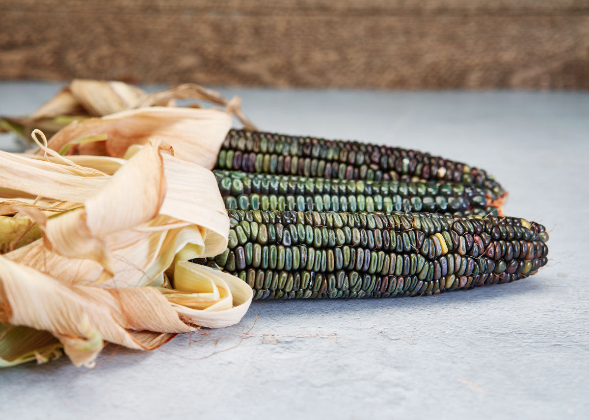 Heirloom Seeds_Corn Oaxacan Green_Bucktown Seed Company-03